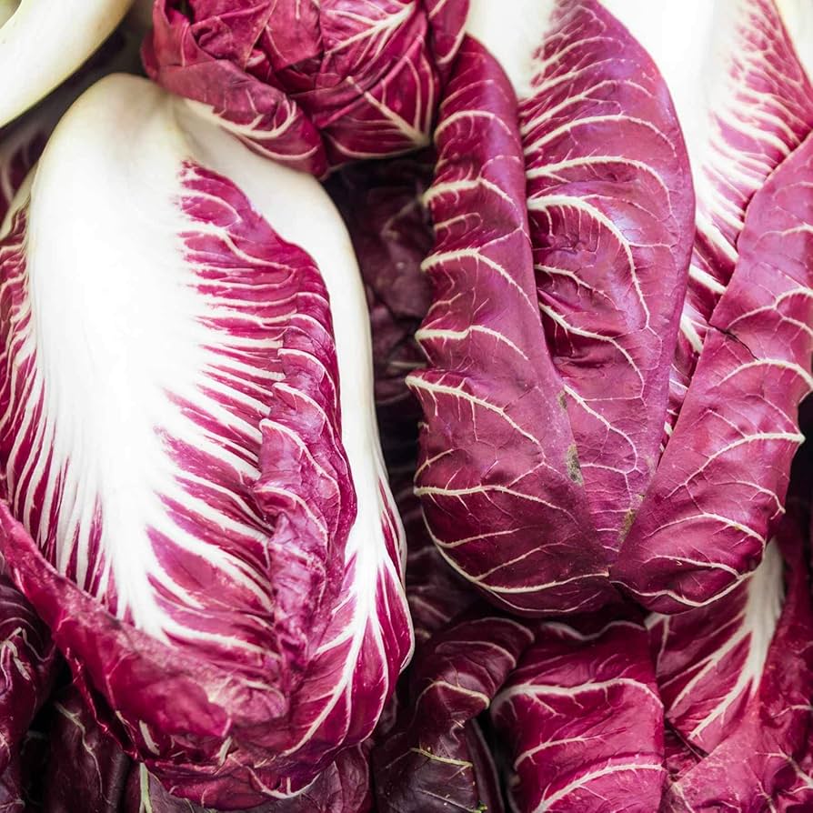 Fresh castelfranco radicchio salad greens