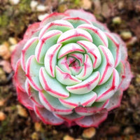 Rosa Grün Succulent Blumensamen Garten Halbschatten verträglich Traditionssorte & ohne Gentechnik Samen Hausgarten
