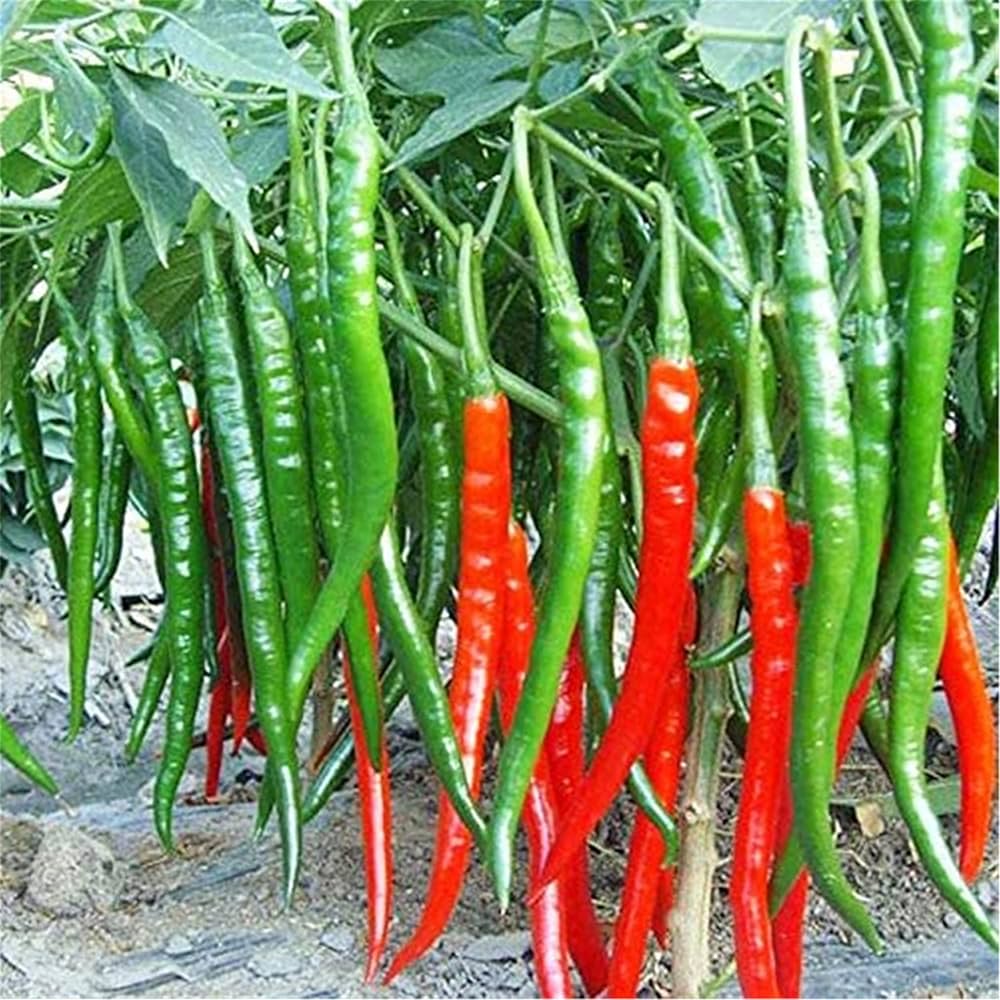 Ripe hot cayenne peppers on the pflanze
