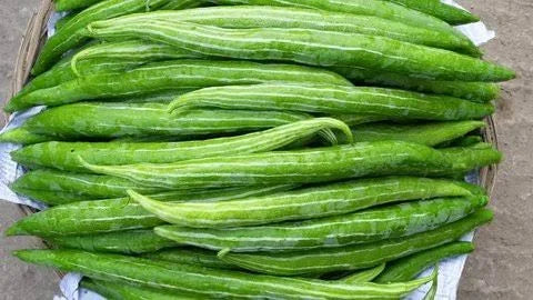 Green Serpent Gourd Gemüse Planting Samen