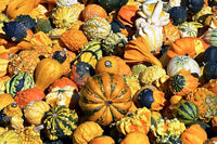 Fresh thorn pumpkin samen für home aussaat