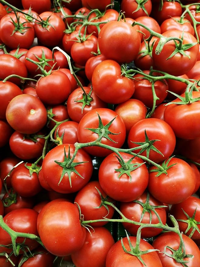 Fresh garten tomatoes harvested