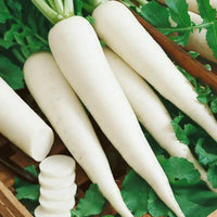Freshly harvested weiße radishes aus garten