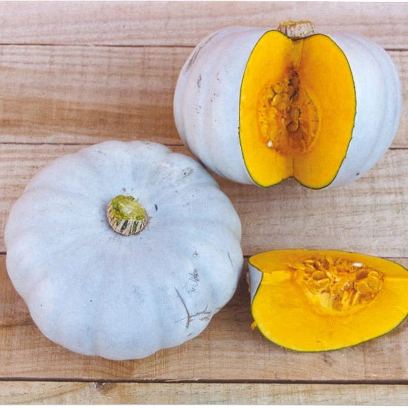 Fresh winter squash harvested aus garten