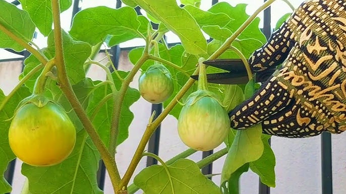 Fresh gelbe aubergine samen für gardening