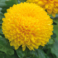 Gelb Chrysantheme Blumensamen zur Aussaat Drought verträglich Traditionssorte & ohne Gentechnik Samen Hausgarten