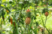 Ananas Samen Pink Pineapple