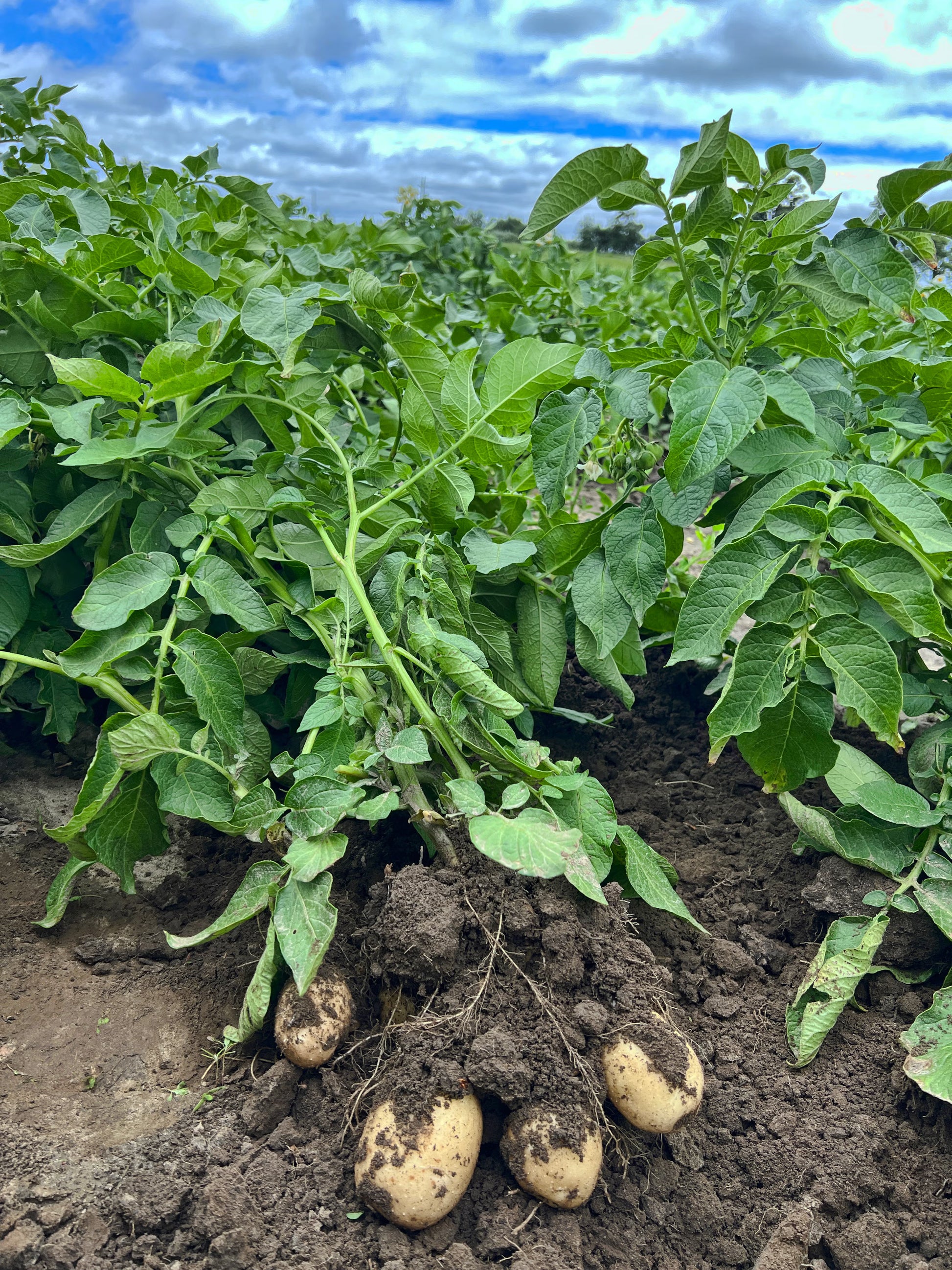 Potato Solanum tuberosum Gemüse Samen zum Pflanzen in Gemüse Patch