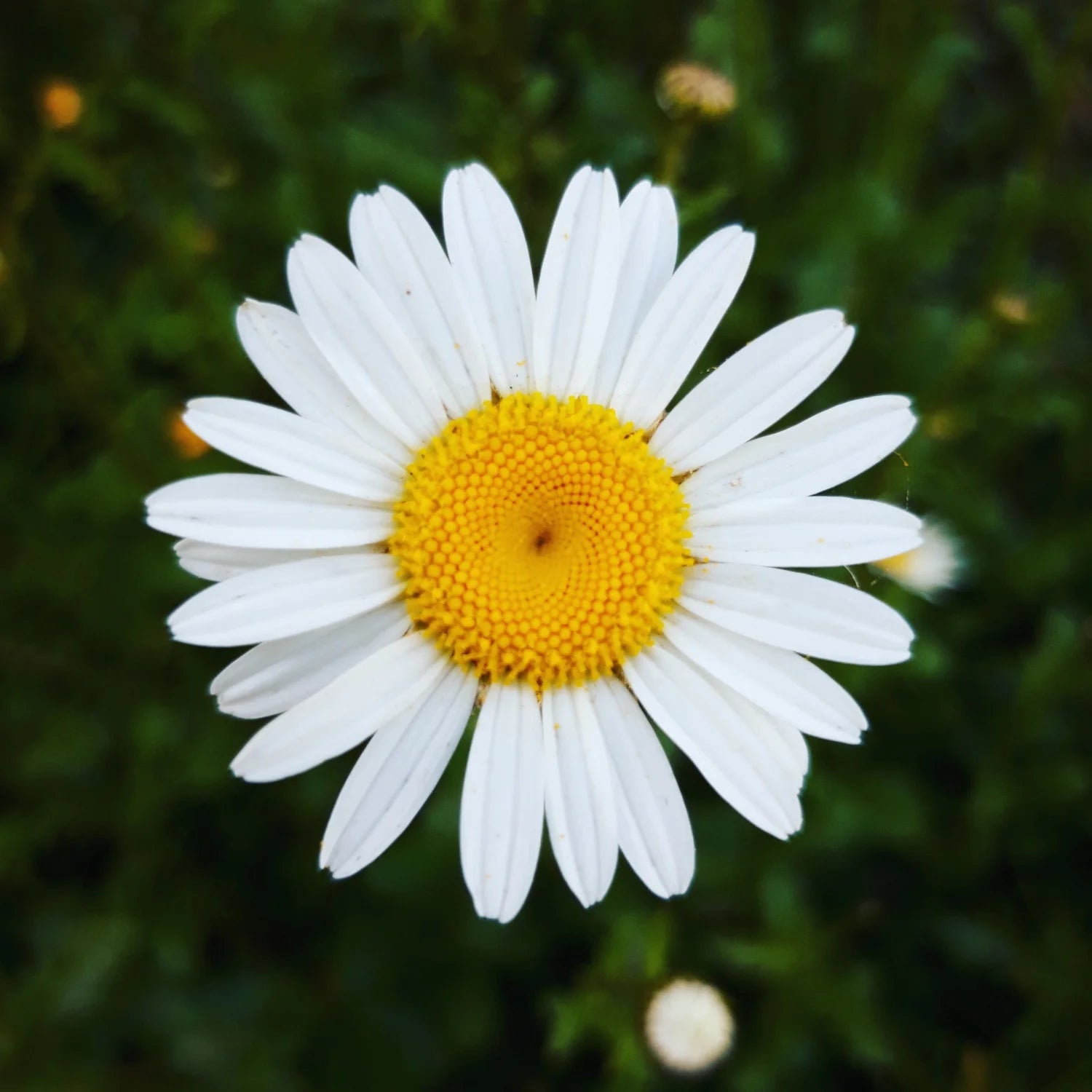 Kapkörbchen Blumensamen zur Aussaat Schnitt Blume beliebt Traditionssorte & ohne Gentechnik Samen Hausgarten