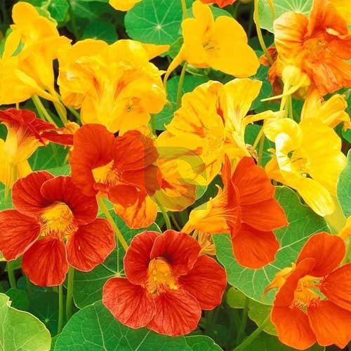 Gemischt Kapuzinerkresse Blumensamen zur Aussaat kompakt Wuchs Traditionssorte & ohne Gentechnik Samen Hausgarten