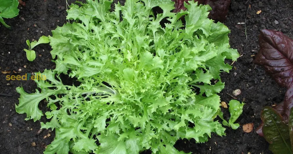 Frisée Endive Samen for Aussaat – gentechnikfrei Leafy Green Variety