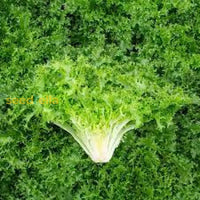 FrisÃ©e Endive Samen: Aussaat Guide For Successful Growth Kraut Samen