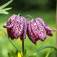 Fritillaria blume samen
