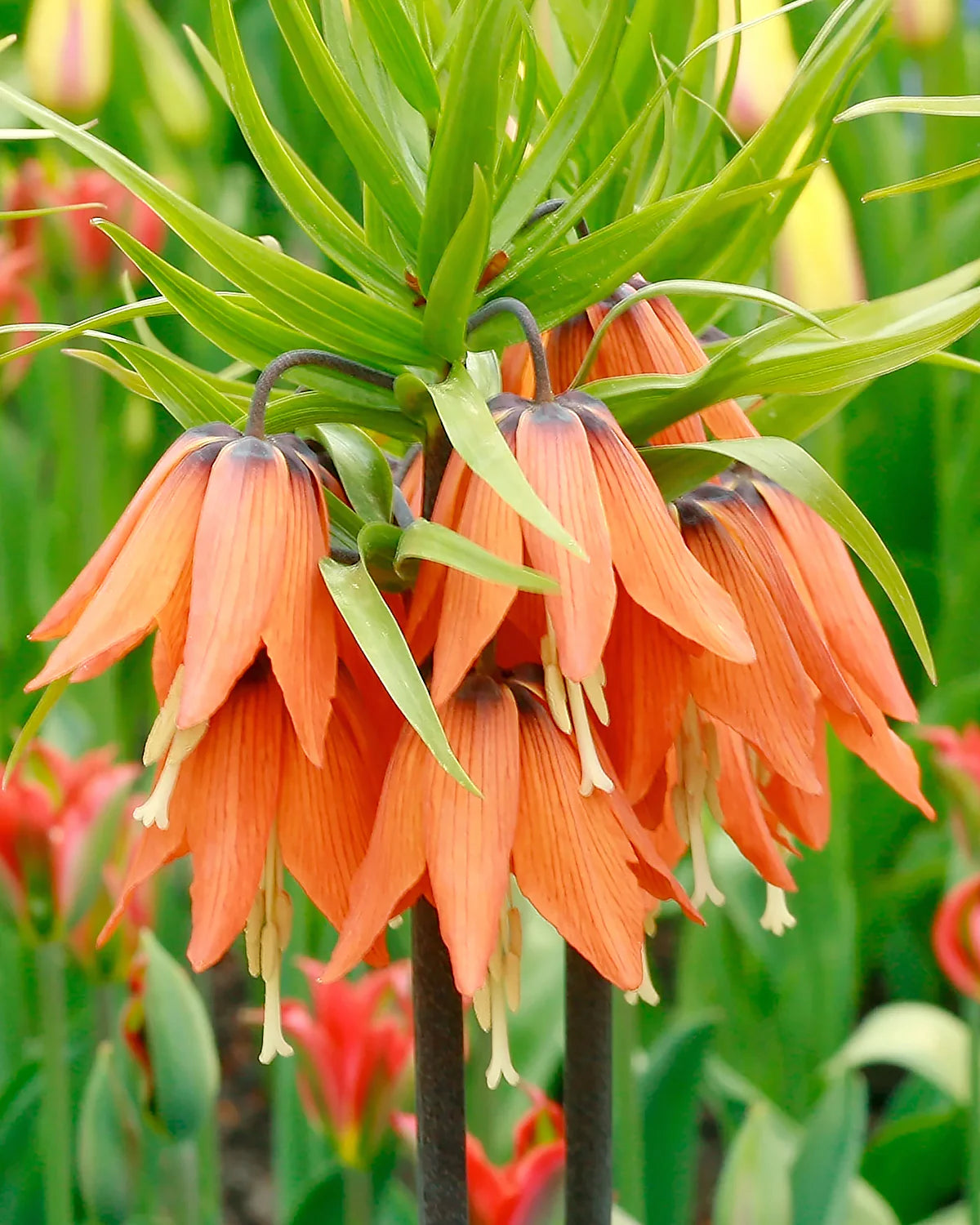 Fritillaria Blumensamen zur Aussaat Schnitt Blume beliebt Traditionssorte & ohne Gentechnik Samen Hausgarten