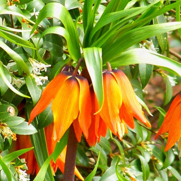 Fritillaria imperialis blume samen orange blume samen for anpflanzung - easy to grow, heirloom & gmo free samen for home garten
 
 sale for anpflanzung in home garten