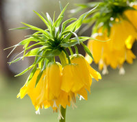 Gelb Fritillaria Imperialis Blumensamen zur Aussaat hochwertige Qualitäts- Traditionssorte & ohne Gentechnik Samen Hausgarten