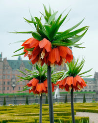 Fritillaria Blumensamen zur Aussaat Schnitt Blume beliebt Traditionssorte & ohne Gentechnik Samen Hausgarten