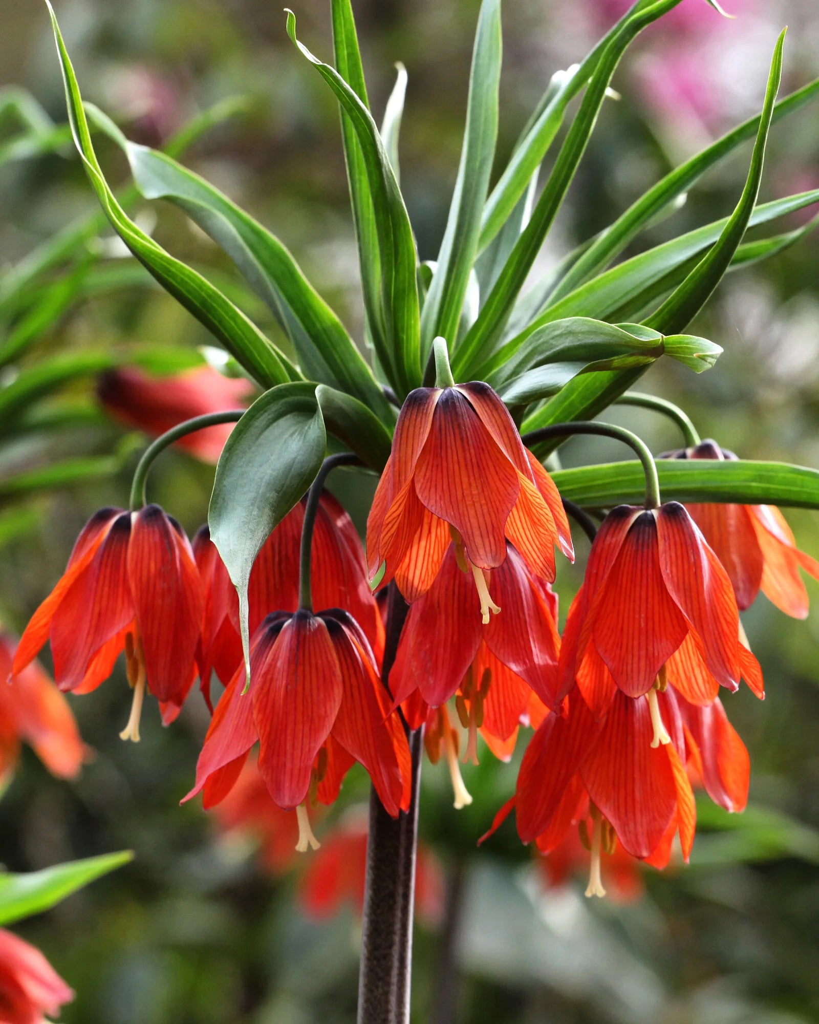 Rot Fritillaria Imperialis Blumensamen zur Aussaat – Wildblume Mischung – Traditionssorte & ohne Gentechnik Samen Hausgarten