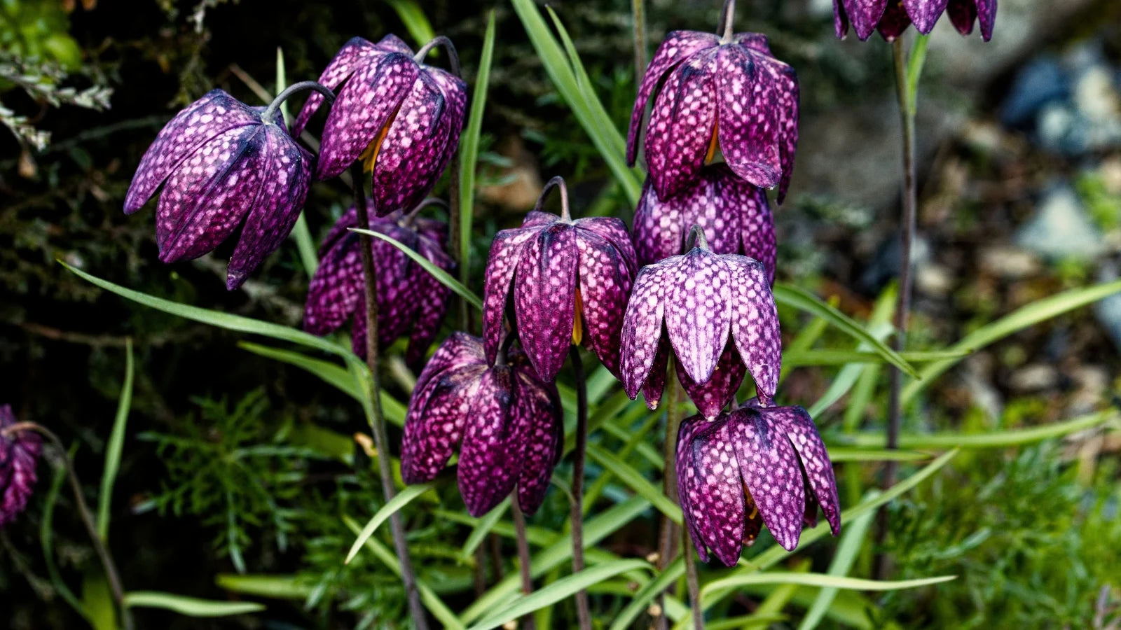 Grün Fritillaria Blumensamen zur Aussaat – hochwertige Qualitäts- – Traditionssorte & ohne Gentechnik Samen Hausgarten
