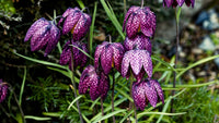 Grün Fritillaria Blumensamen zur Aussaat – hochwertige Qualitäts- – Traditionssorte & ohne Gentechnik Samen Hausgarten