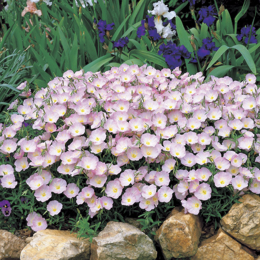 Oenothera speciosa (Mexican or Showy Evening Schlüsselblume)Blumensamen zur Aussaat Blumensamen zur Aussaat leuchtend Blüten Traditionssorte Gentechnik Blume Garten