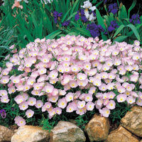 Oenothera speciosa (Mexican or Showy Evening Schlüsselblume)Blumensamen zur Aussaat Blumensamen zur Aussaat leuchtend Blüten Traditionssorte Gentechnik Blume Garten