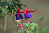 dunkel Blau Rot Fuchsie Blumensamen zur Aussaat duftend Blüten Traditionssorte & ohne Gentechnik Samen Hausgarten