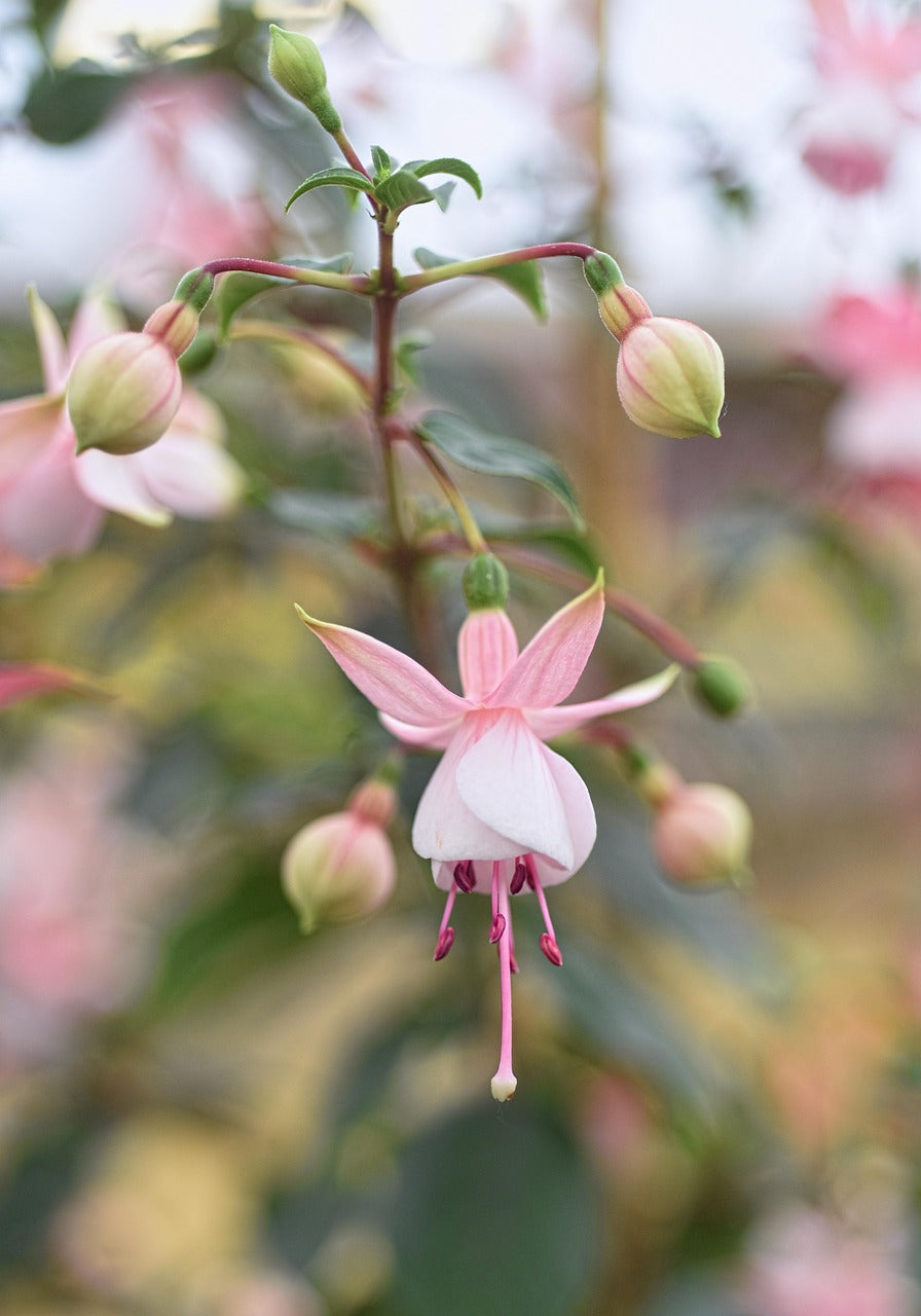 Rosa Fuchsie Blumensamen zur Aussaat – Bestäuber freundlich – Traditionssorte & ohne Gentechnik Samen Hausgarten