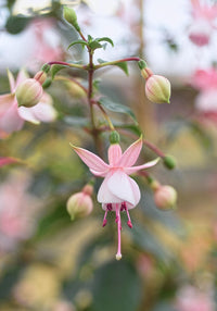 Rosa Fuchsie Blumensamen zur Aussaat – Bestäuber freundlich – Traditionssorte & ohne Gentechnik Samen Hausgarten