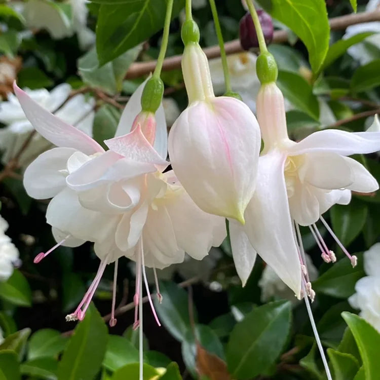 Weiß fuchsia wachsend in container