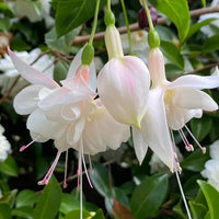 Weiß fuchsia wachsend in container