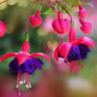 Lila Fuchsie Blumensamen zur Aussaat ideal Rabatten Traditionssorte & ohne Gentechnik Samen Hausgarten