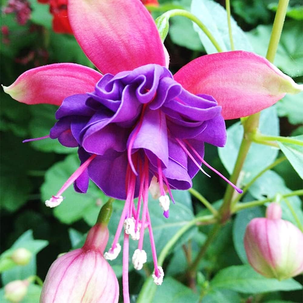 Fuchsia blume samen for anpflanzung