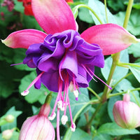 Fuchsia blume samen for anpflanzung