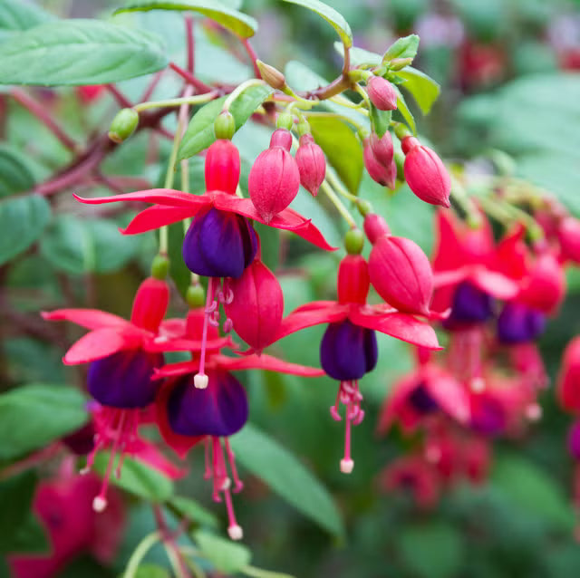 Lila Fuchsie Blumensamen zur Aussaat ideal Rabatten Traditionssorte & ohne Gentechnik Samen Hausgarten