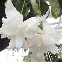 Weiß fuchsia planted along garten border
