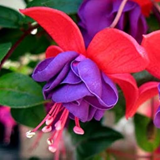 Fuchsia pflanzen adding color to shaded garten landscapes