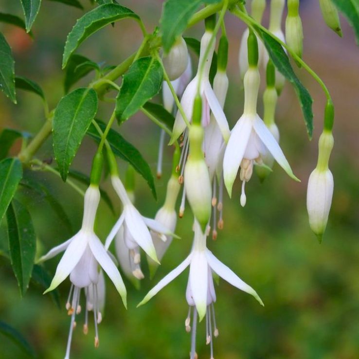 Fuchsie Blumensamen zur Aussaat – Grün & Weiß Sorte