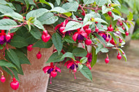 dunkel Blau Rot Fuchsie Blumensamen zur Aussaat duftend Blüten Traditionssorte & ohne Gentechnik Samen Hausgarten