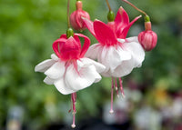 Rot gefüllt Petal Fuchsie Samen zur Aussaat saisonal Dauerblüher Traditionssorte & ohne Gentechnik Samen Hausgarten