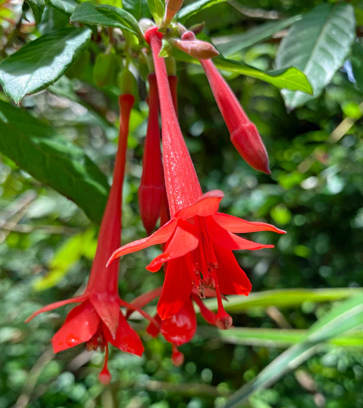 Bolivian Fuchsie Blumensamen zur Aussaat – robust Sorte – Traditionssorte & ohne Gentechnik Samen Hausgarten