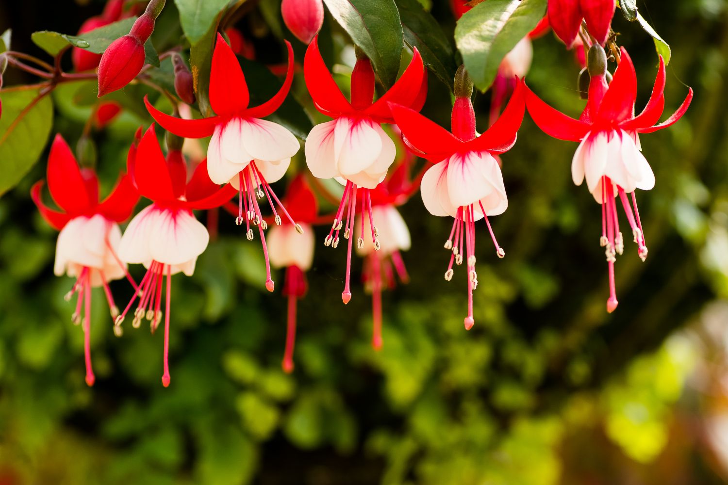 Rot und Weiß Fuchsias Samen zur Aussaat
