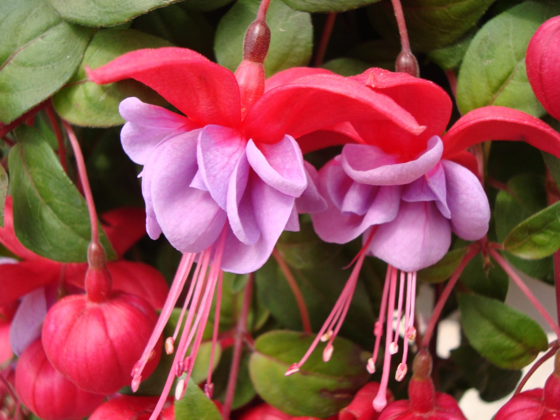 Fuchsie Blumensamen zur Aussaat Landhaus Garten wichtig Traditionssorte & ohne Gentechnik Samen Hausgarten