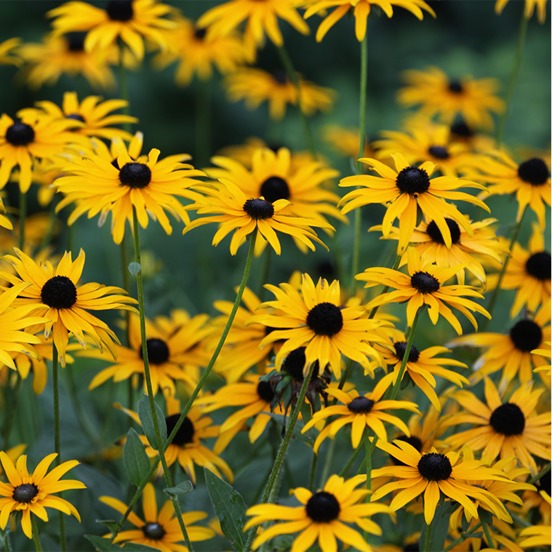 Close-up of gelb fulgida blooms