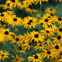 Close-up of gelb fulgida blooms