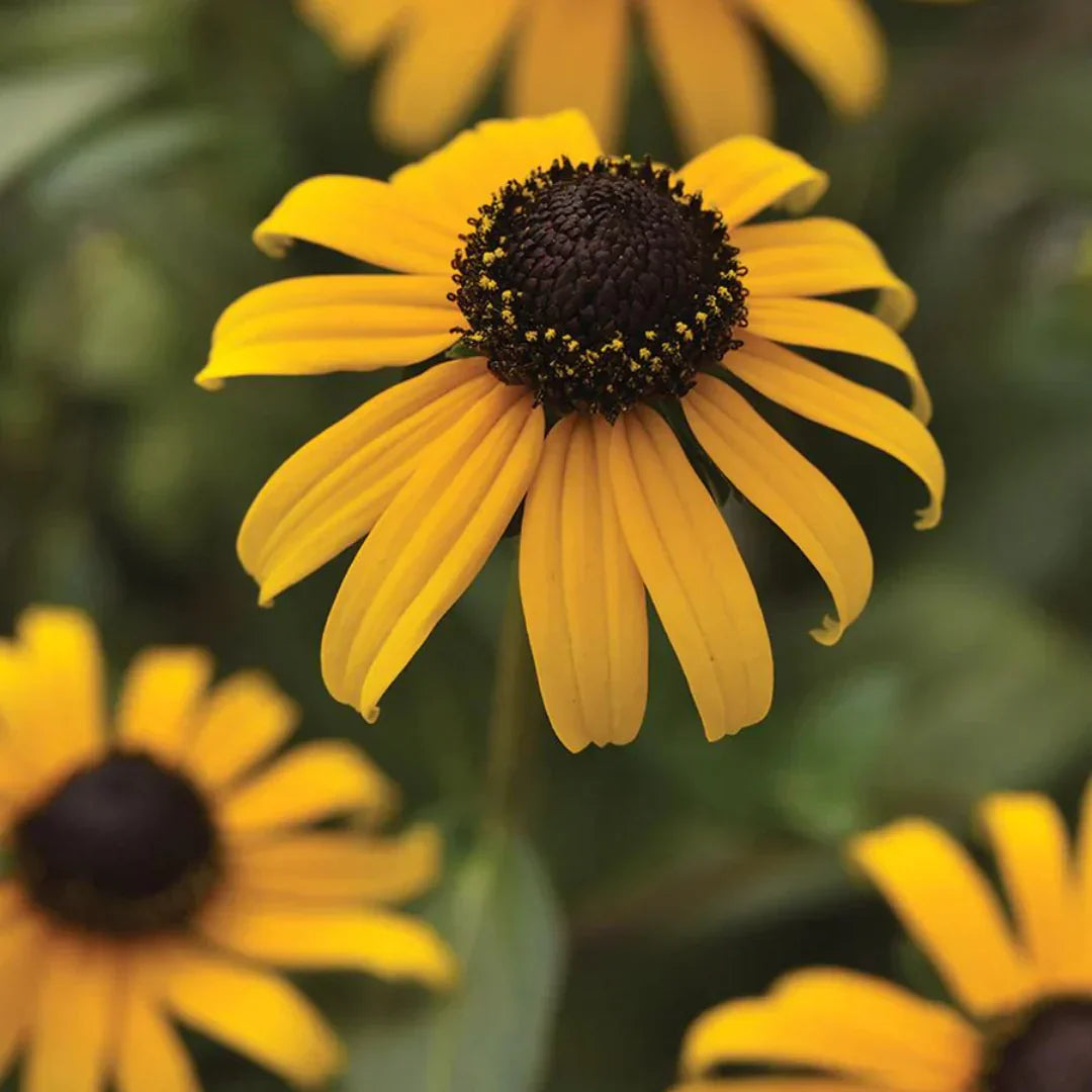 Fulgida perennial blumen in sunny garten beds