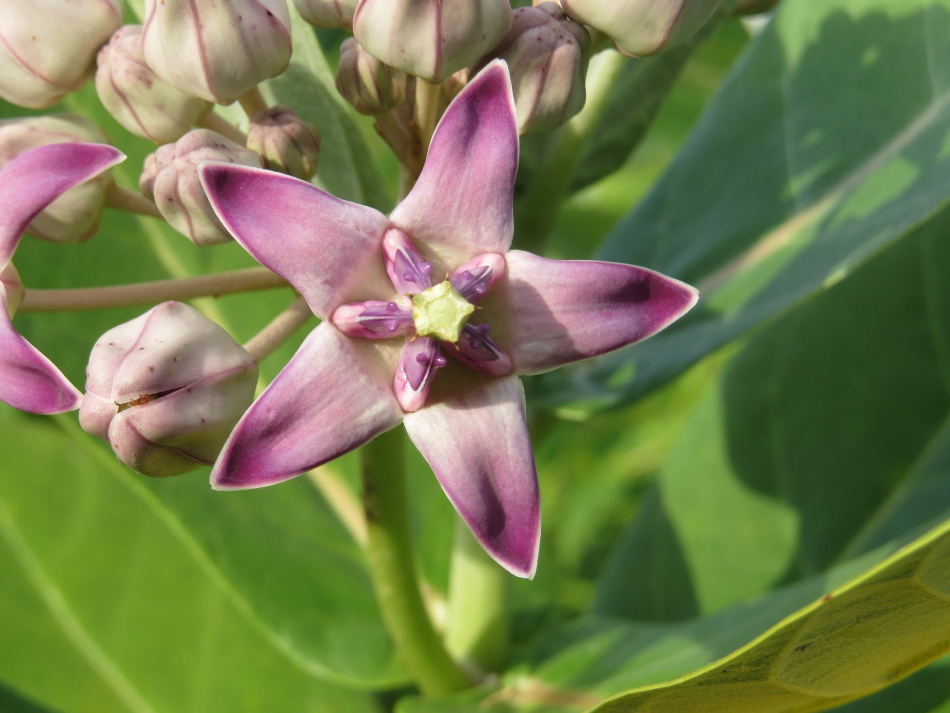 Gigantea blume samen thriving in full sun
