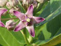 Gigantea blume samen thriving in full sun
