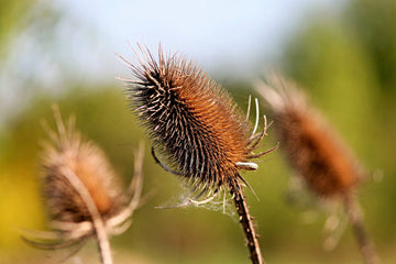 Packet of Fuller's Teasel Kraut Samen for Aussaat