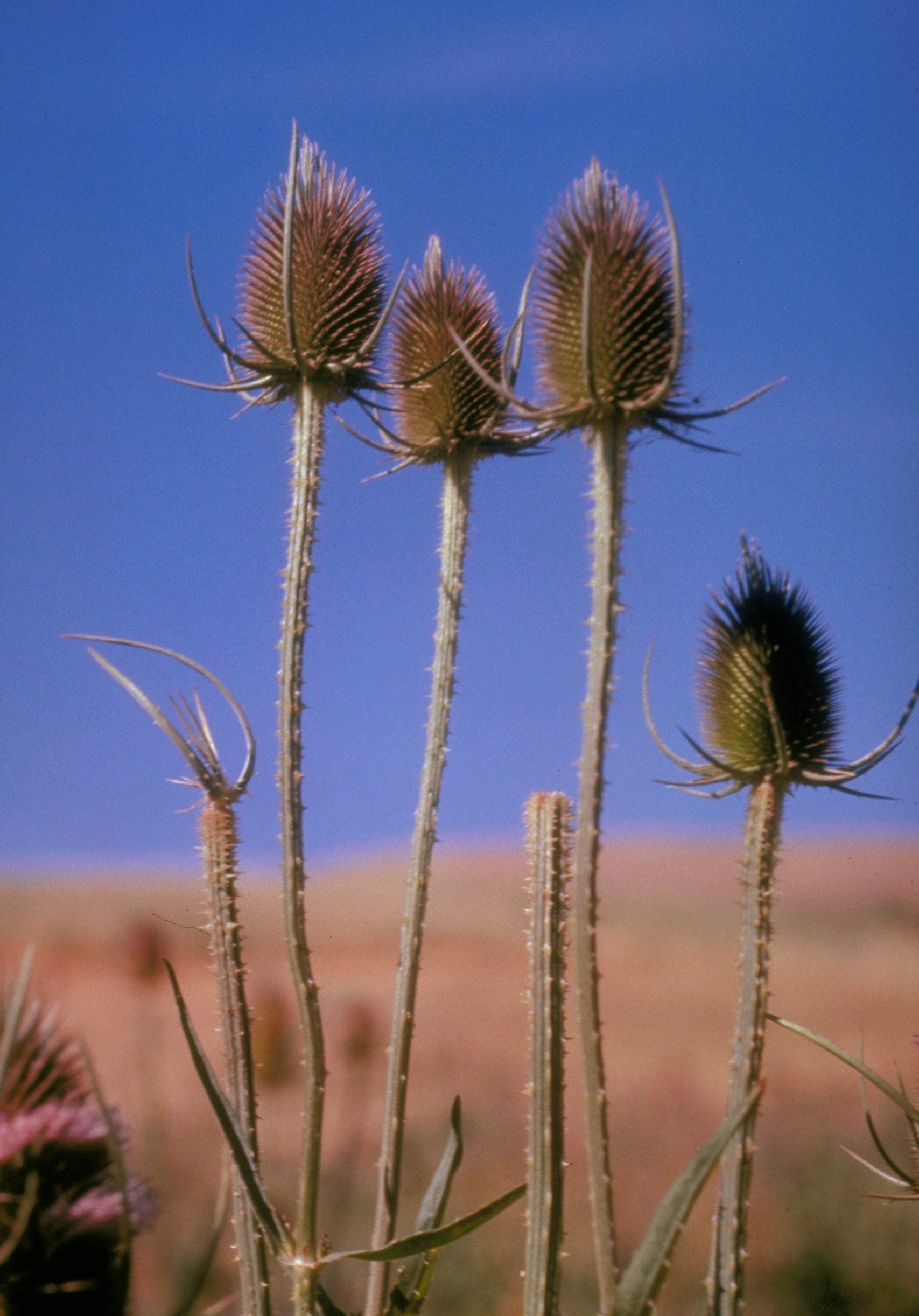 Fuller's Teasel Pflanze with white conical Blumen